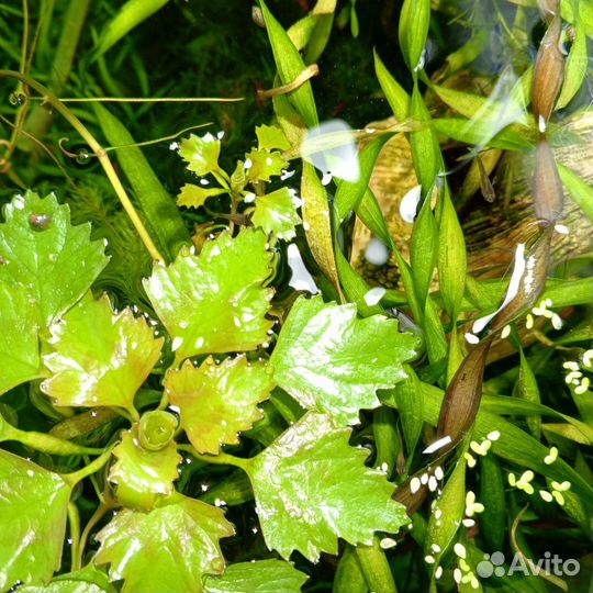 Растение для аквариума и пруда, Чилим