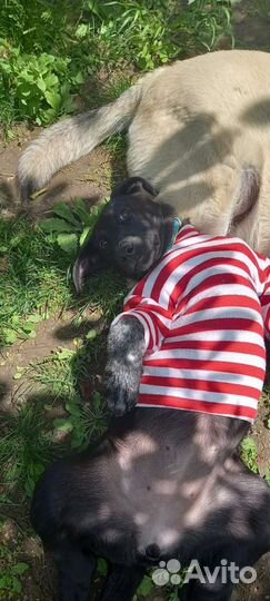 Собака щенок