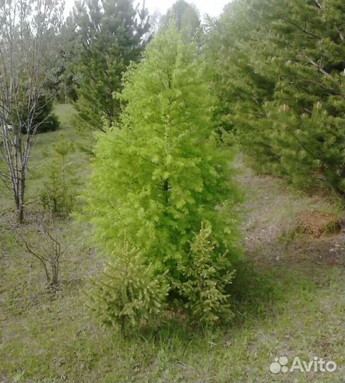 Лиственница сибирская