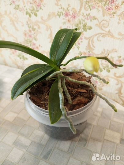 Орхидея мини