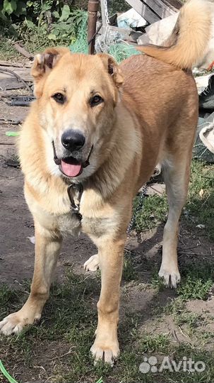 Щенки бесплатно