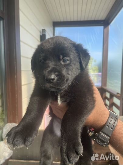 Щенки черной немецкой овчарки