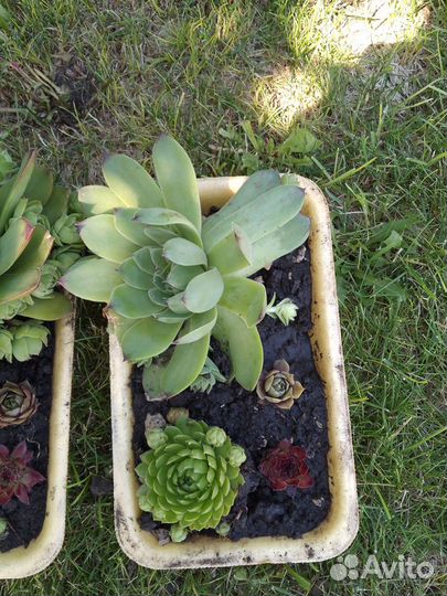 Каменная роза, молодило