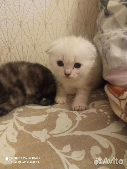 Шотландские котята