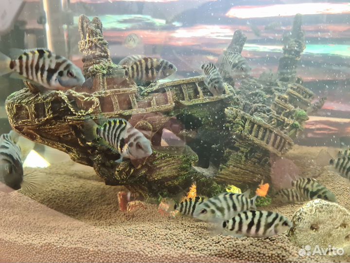 Малек цихлиды