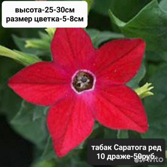 Продам проф.семена