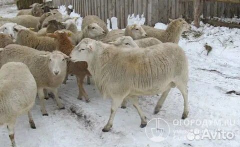 Катумские овцы