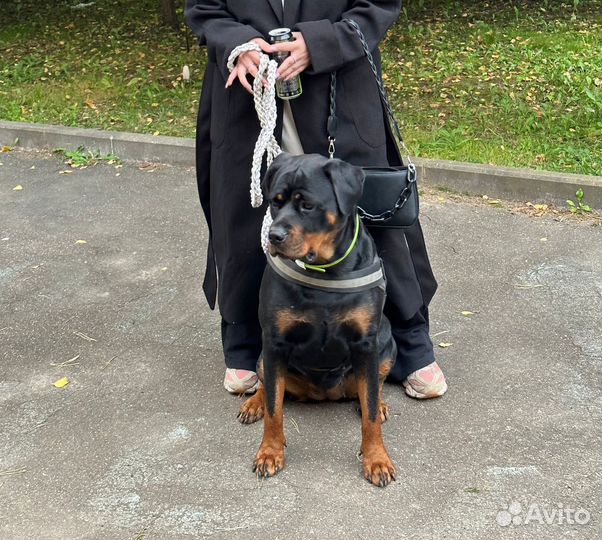 Ротвейлер для фотосессии