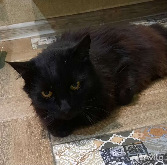 Кошка в добрые руки