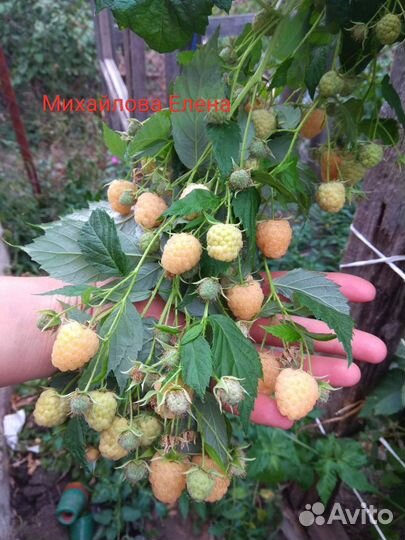 Малина Анна мегаурожайная