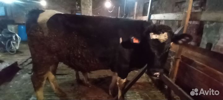 Быки на мясо