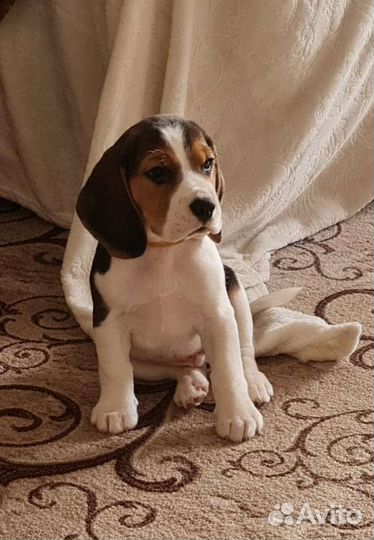 Бигль вязка