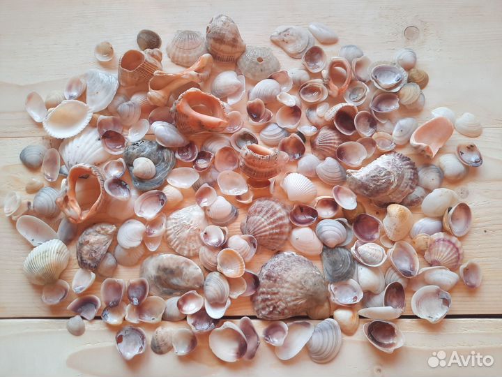 Морские ракушки. Набор для творчества. Вес 300гр