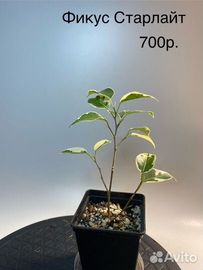 Продам фикусы