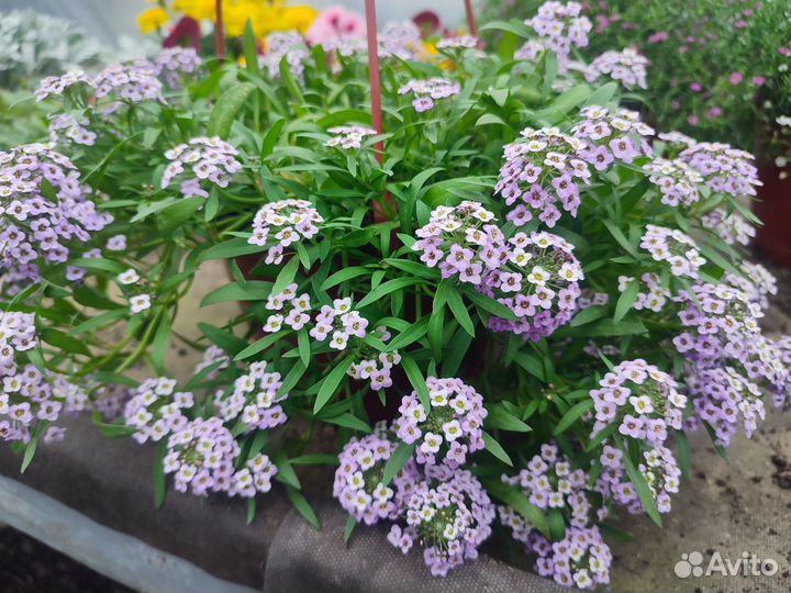 Ипомея батат колеус вегетативный петуния ампельная