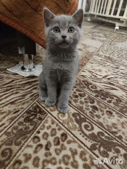 Британские котëнка