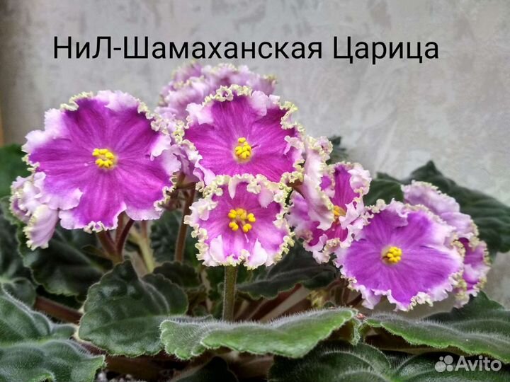 Фиалки сортовые