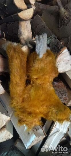 Рыжий кот СССР