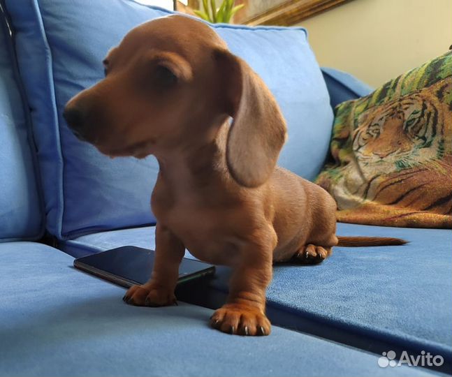 Супер мини Кроличья такса