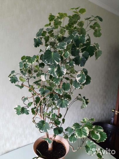 Полиасциас, фикус