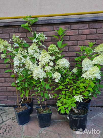 Гортензия метельчатая