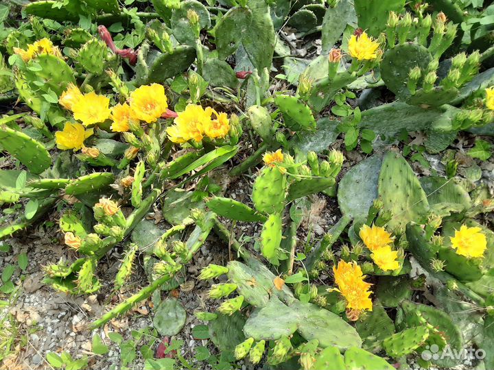 Кактус уличный Опунция с крупными желтыми цветами