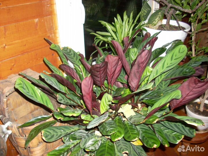 Комнатные растения для дома и офиса