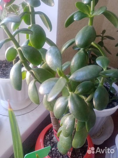 Спатифиллум