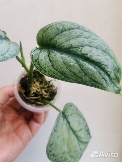 Сциндапсус silver cloud