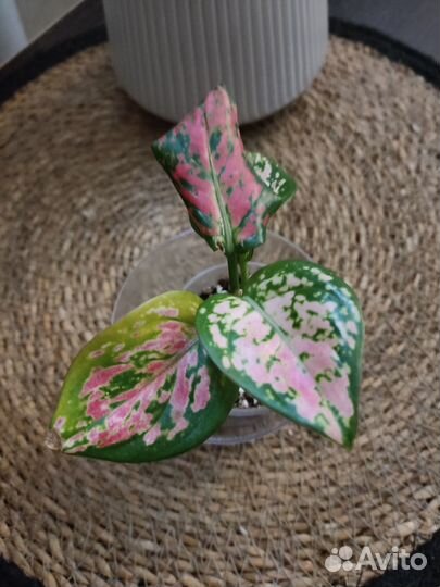 Aglaonema RED valentine, aglaonema RED zirkon