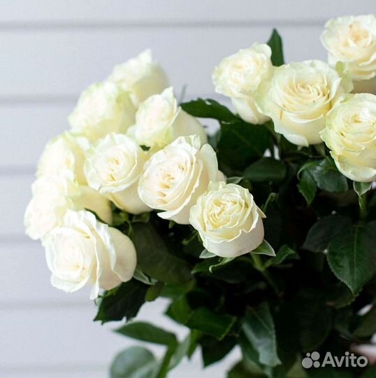 Высокие Розы Гиганты Доставка Круглосуточно