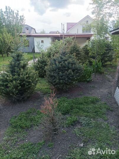 Туя колумна, смарагд