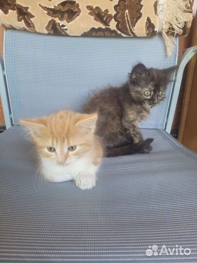 Котята в добрые руки бесплатно