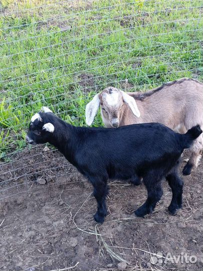 Нубийские козлята