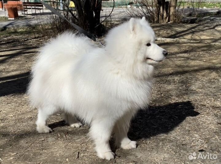 Самоед вязка