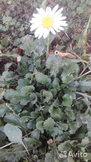 Ромашка садовая