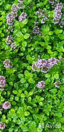 Почвопокровные растения