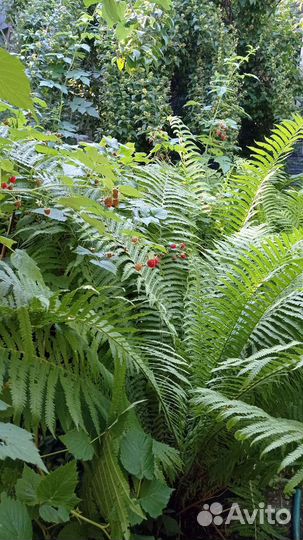 Папоротник