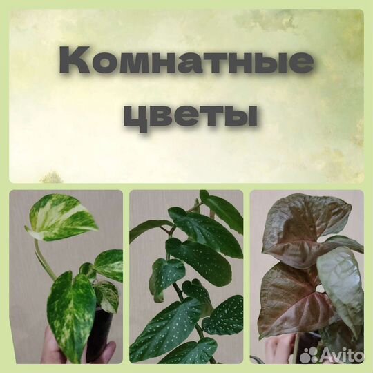 Комнатные растения
