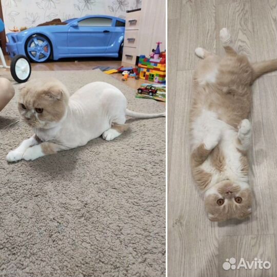 Стрижка кошек и собак