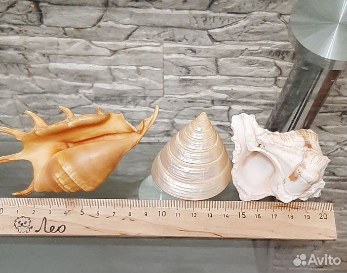 Морские ракушки и камушки