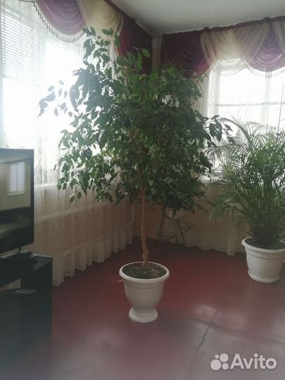 Фикус бенджамина большой