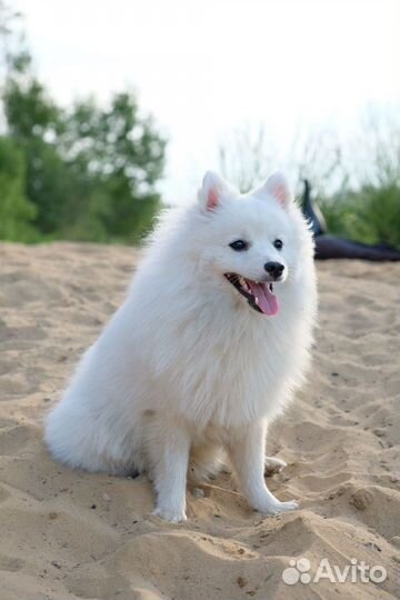 Вязка японский шпиц кобель