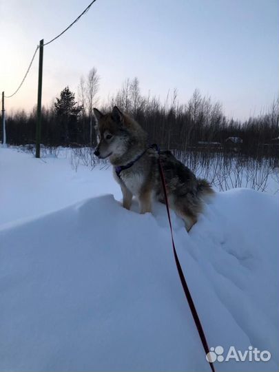 Собака ищет дом