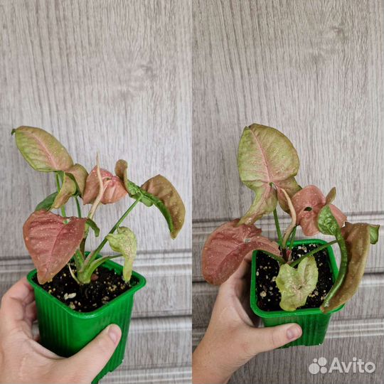 Комнатные растения
