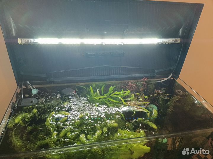 Аквариум