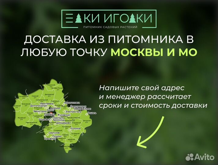 Туи Крупномеры:Смарагд,Брабант,Колумна