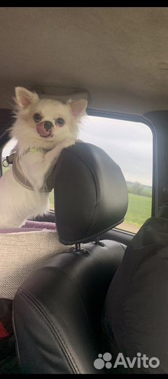 Вязка чихуахуа мальчик