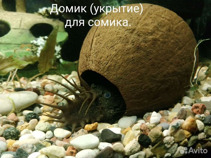 Аквариумные рыбки