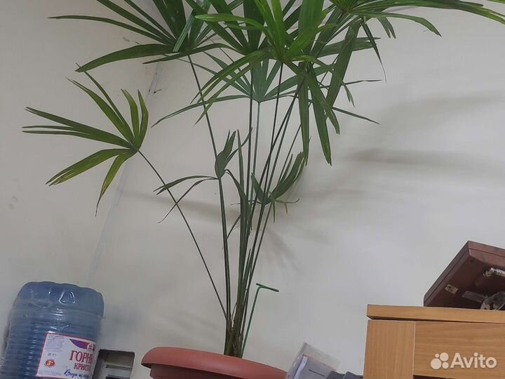 Пальма китайская